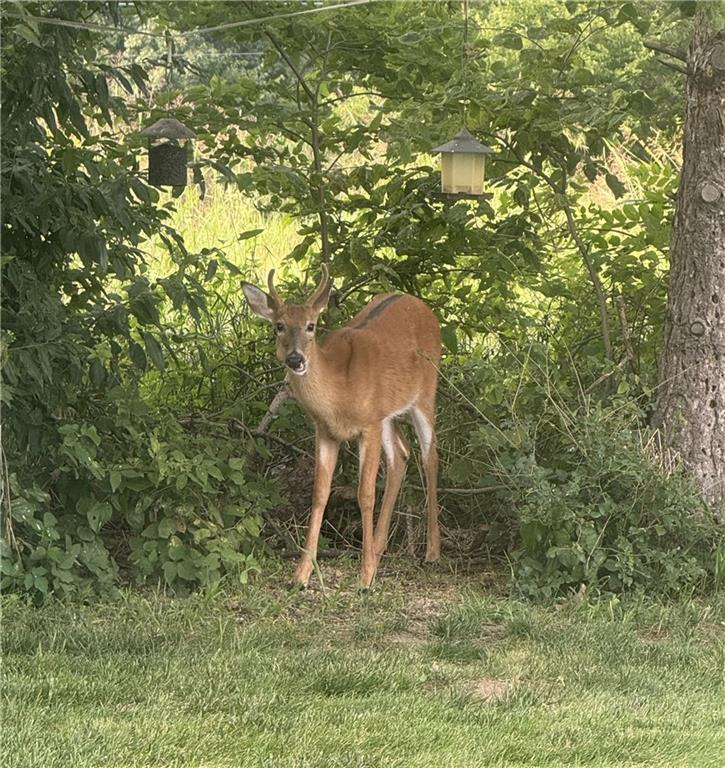 9226 427th Road Savannah, MO 64485 - Photo 84 of 88