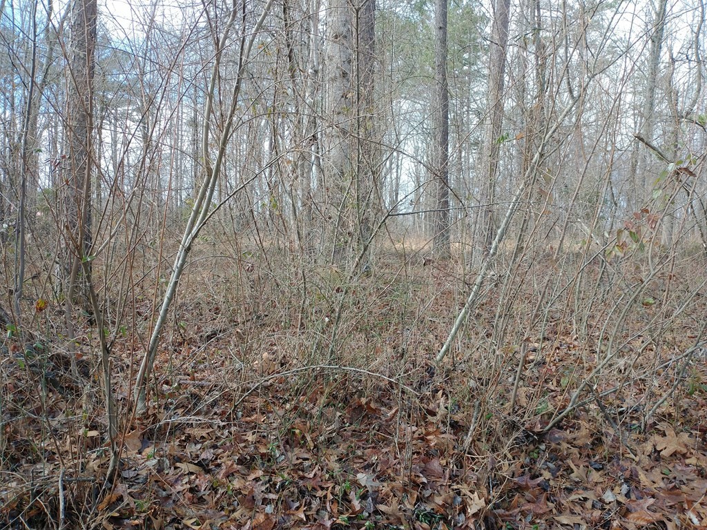 0 Concord Road Robbins, TN 37852 - Photo 3 of 4 Gallery Image 3
