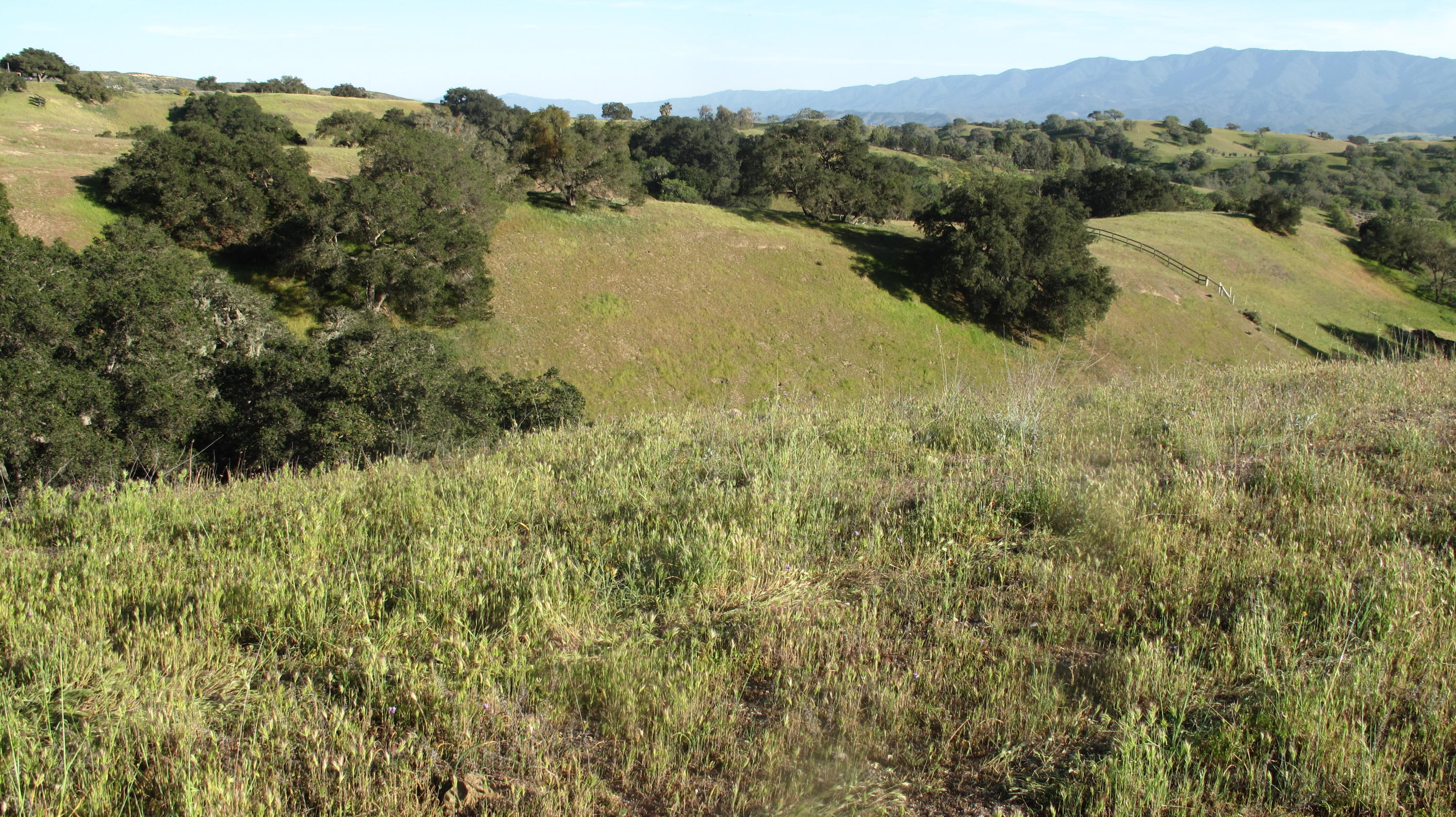 0 Live Oak Road Santa Ynez, CA 93460 - Photo 11 of 13 Blue Oak Ranch 016