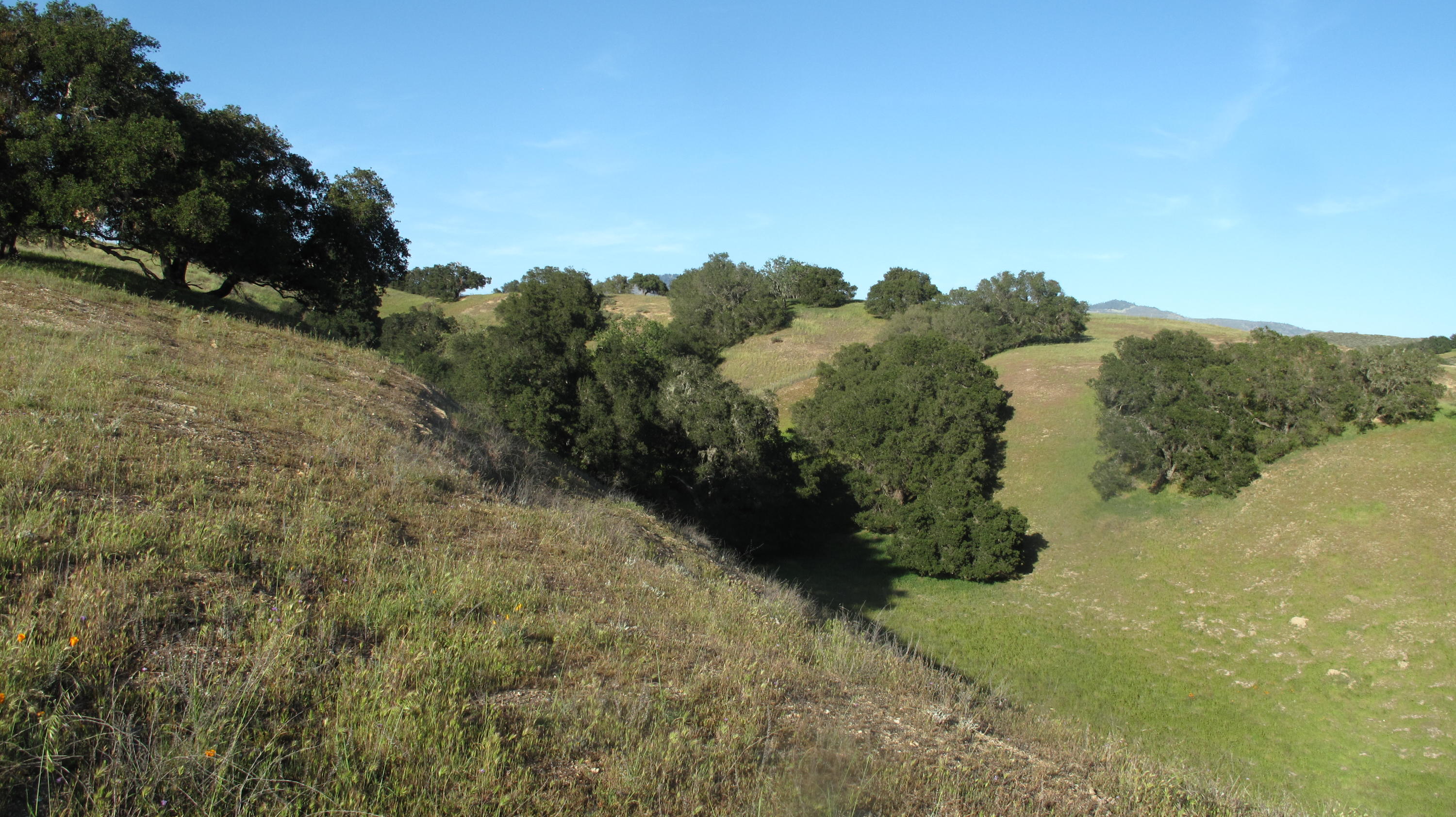 0 Live Oak Road Santa Ynez, CA 93460 - Photo 13 of 13 Blue Oak Ranch 025