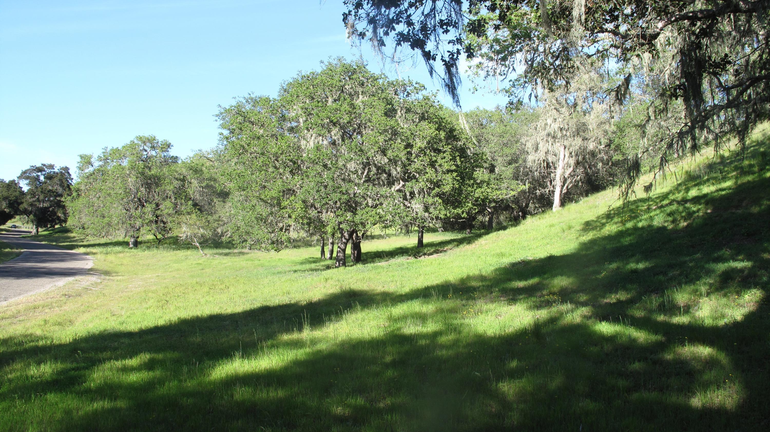 Blue Oak Ranch 005 road