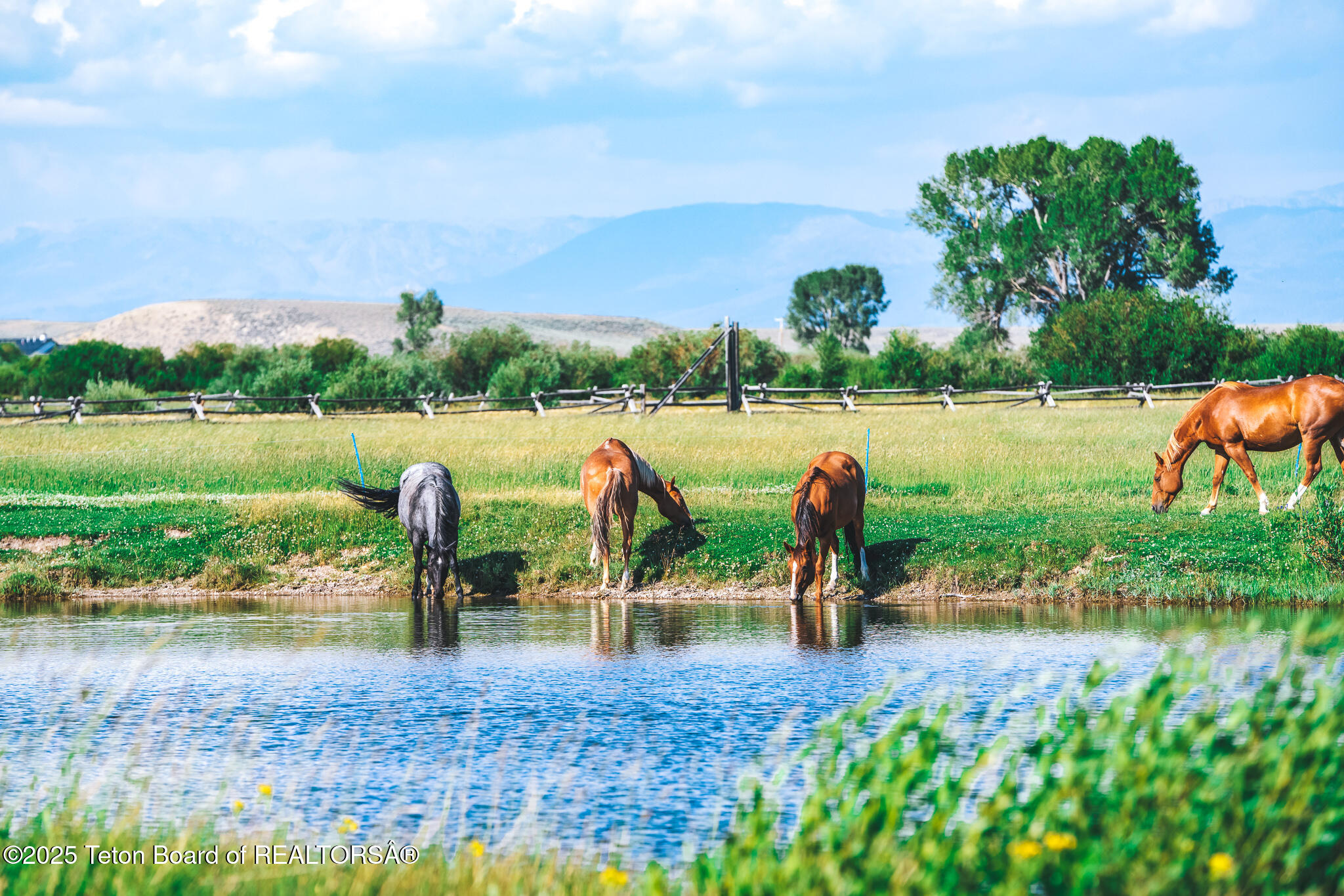 491 State Highway 354 Daniel, WY 83115 - Photo 33 of 34 Horses. Pond