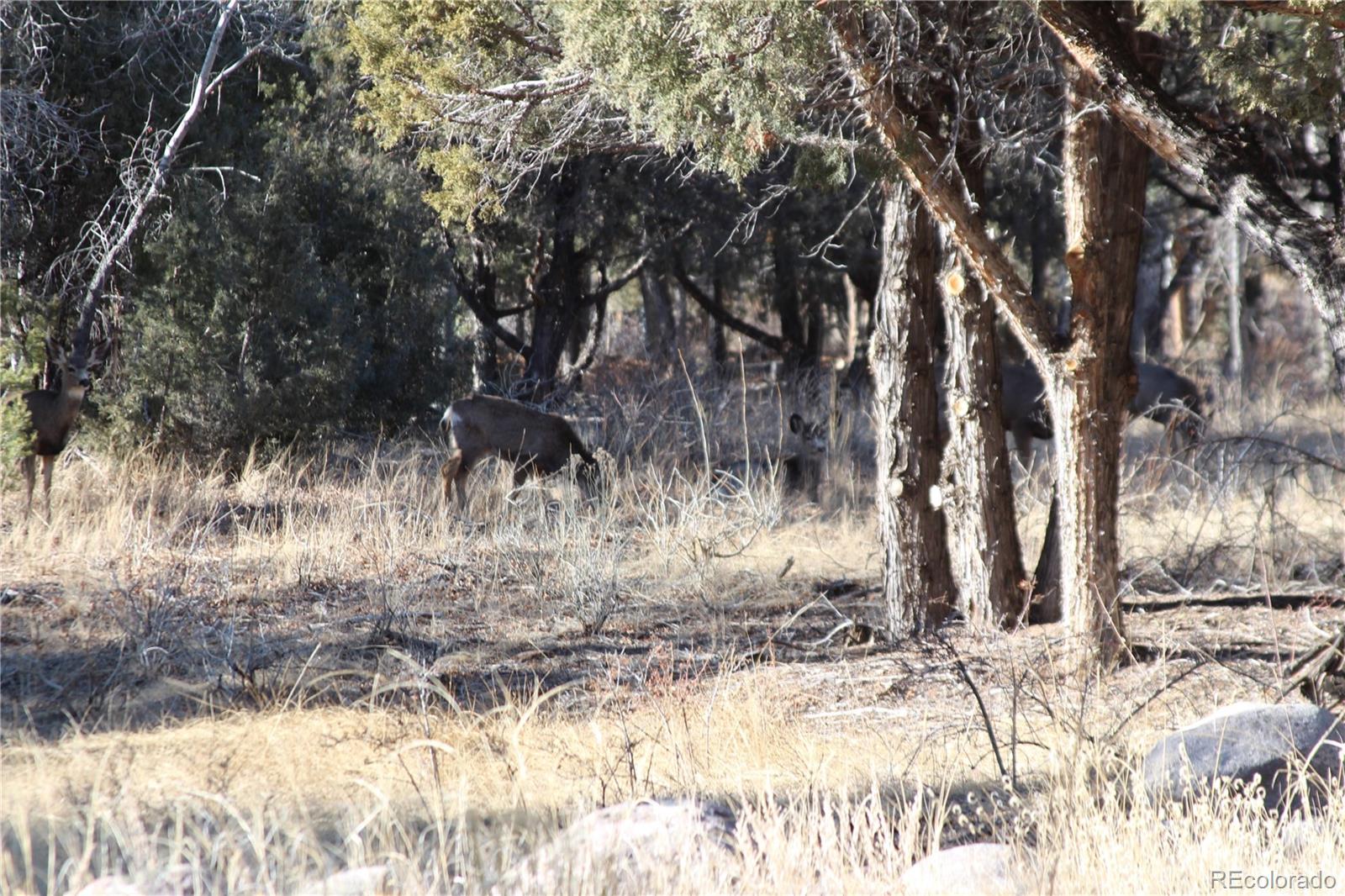 0 Holiday Way Crestone, CO 81131 - Photo 17 of 22