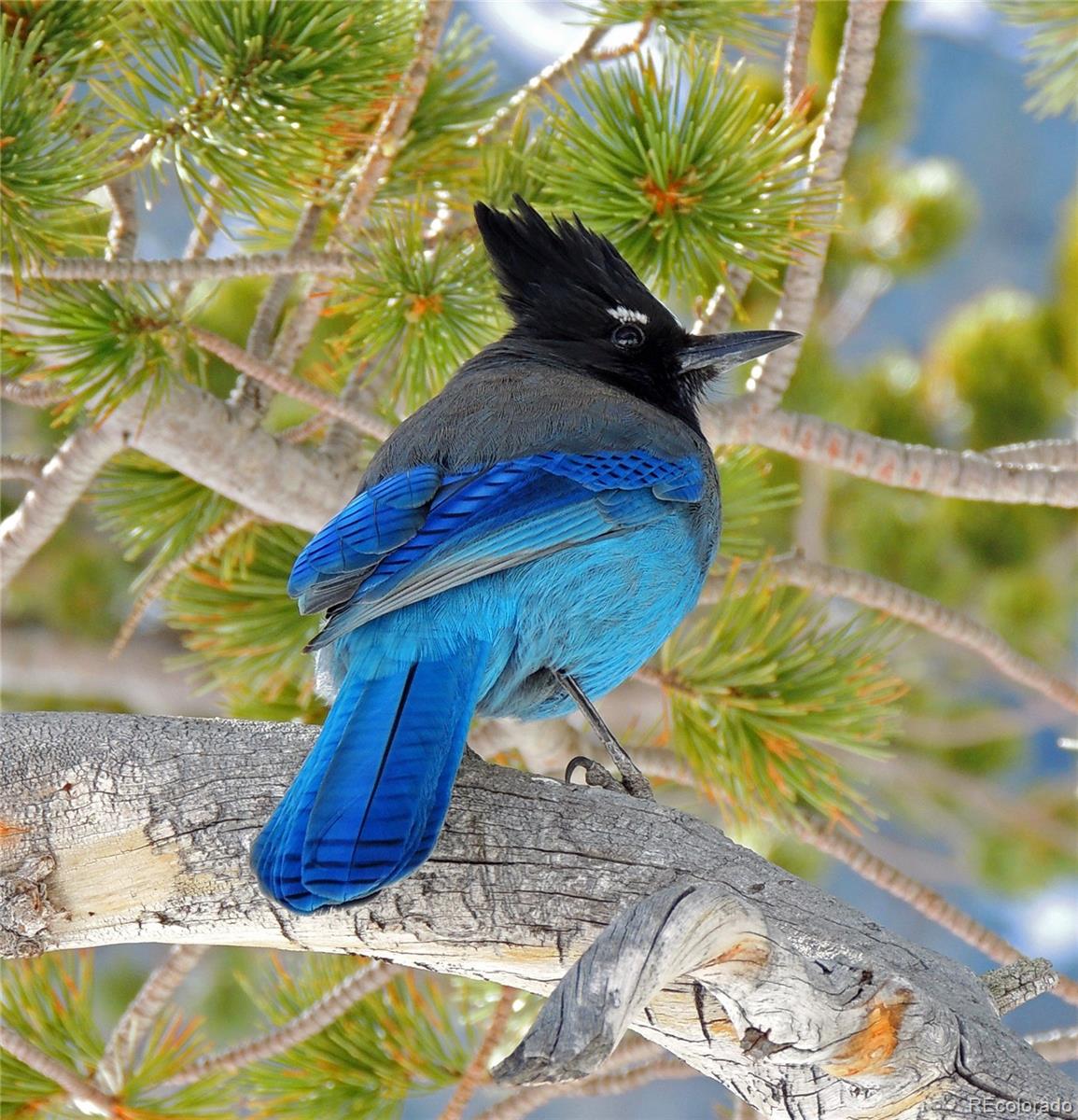 0 Holiday Way Crestone, CO 81131 - Photo 20 of 22