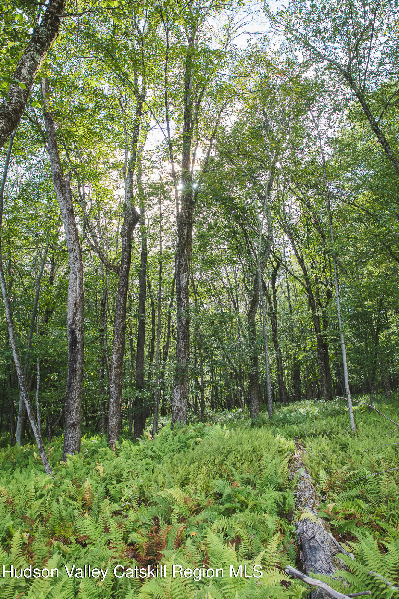 546 Willowemoc Road Livingston Manor, NY 12758 - Photo 30 of 30 a backyard of a house with lots of green space