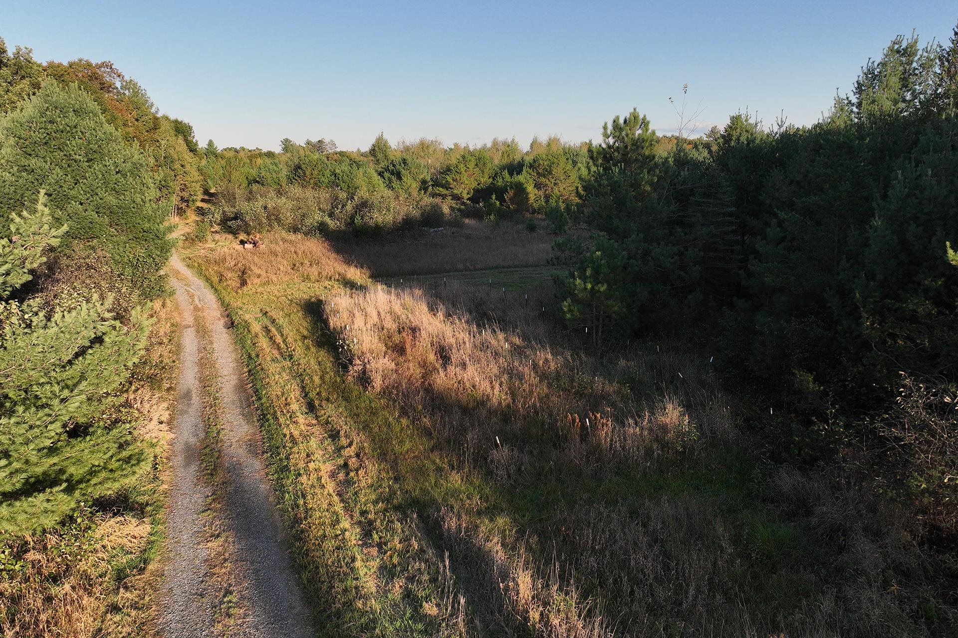 81-acres Anderson Road Neillsville, WI 54456 - Photo 23 of 38
