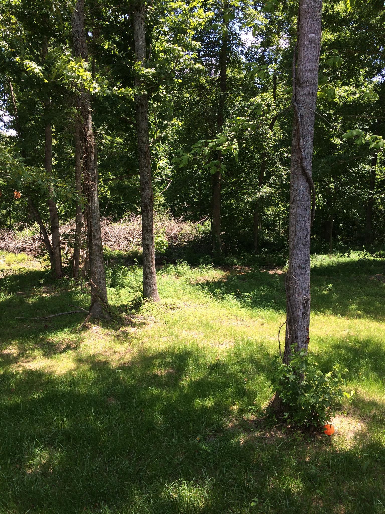 3317 Pleasant Grove Road White House, TN 37188 - Photo 22 of 22 Trees in your backyard!