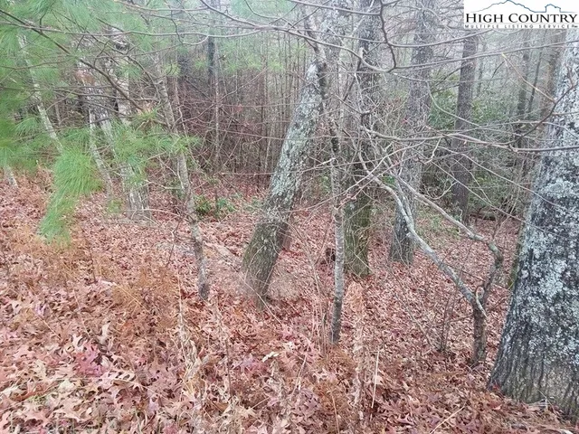 a view of a forest with a yard