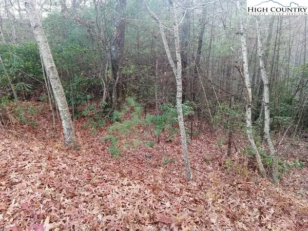 a view of a forest that has large trees