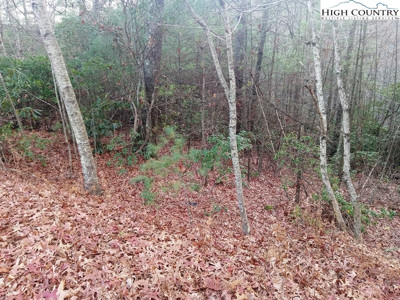 Windy Hill Road Fleetwood, NC 28626 - Photo 13 of 20 a view of a forest that has large trees