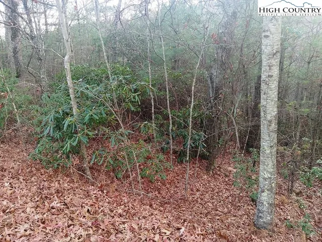 a view of a garden with large trees