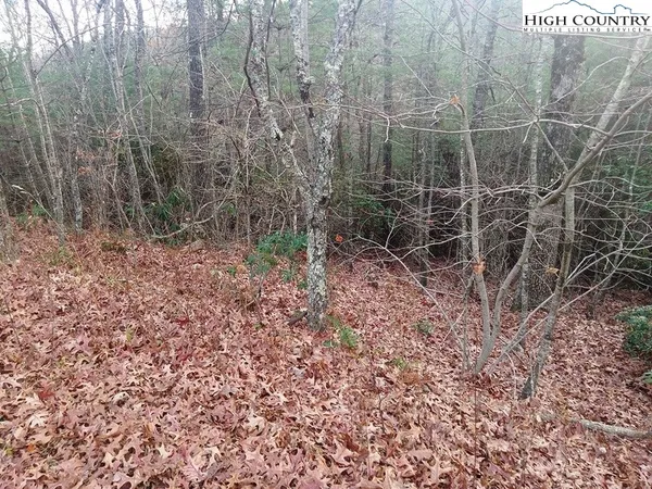 a view of a dry yard with trees