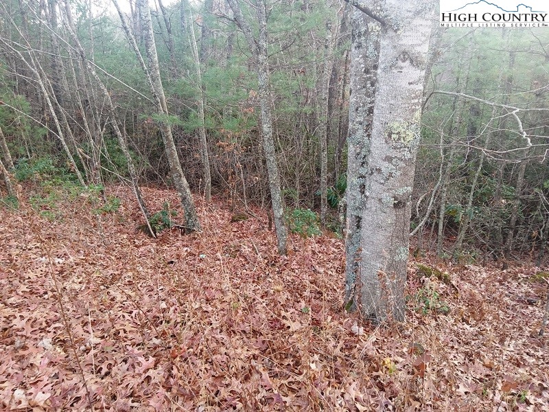 Windy Hill Road Fleetwood, NC 28626 - Photo 17 of 20 a view of a dry yard with trees