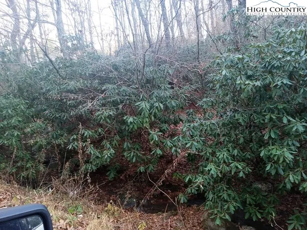 a view of a forest with trees