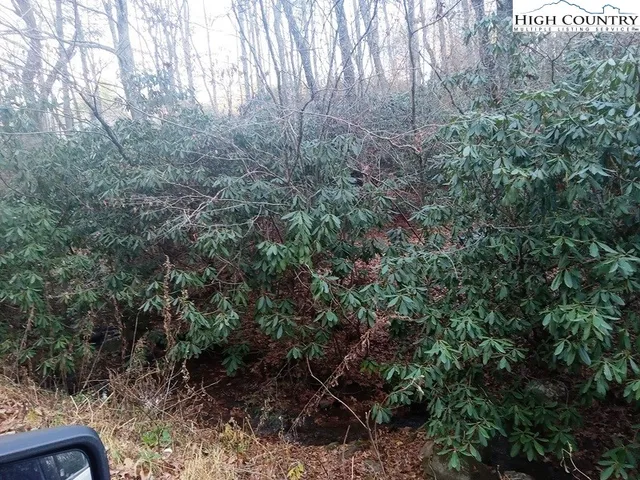 a view of a forest with trees