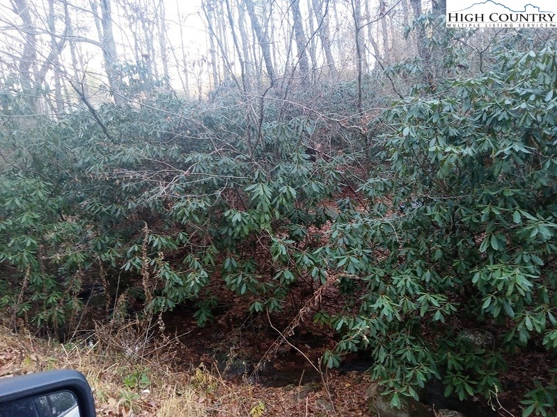 Windy Hill Road Fleetwood, NC 28626 - Photo 2 of 20 a view of a forest with trees