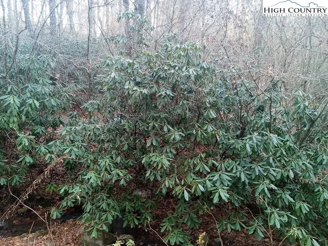 a view of a lush green forest