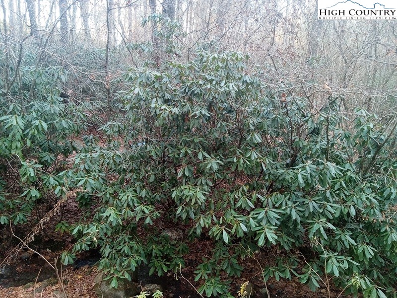 Windy Hill Road Fleetwood, NC 28626 - Photo 3 of 20 a view of a lush green forest