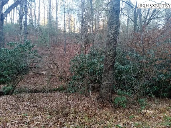 a view of a dry yard with trees