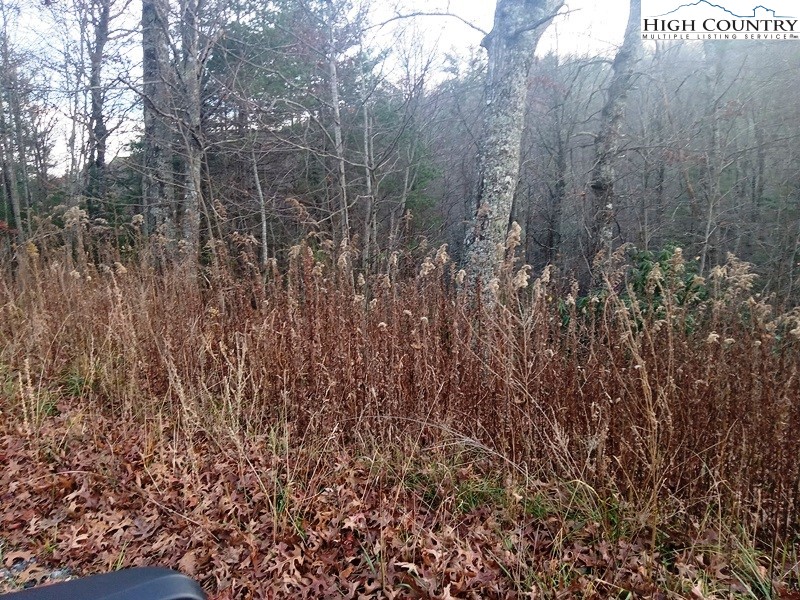 Windy Hill Road Fleetwood, NC 28626 - Photo 6 of 20 a view of forest