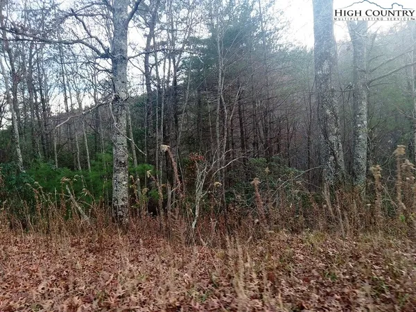 a view of forest