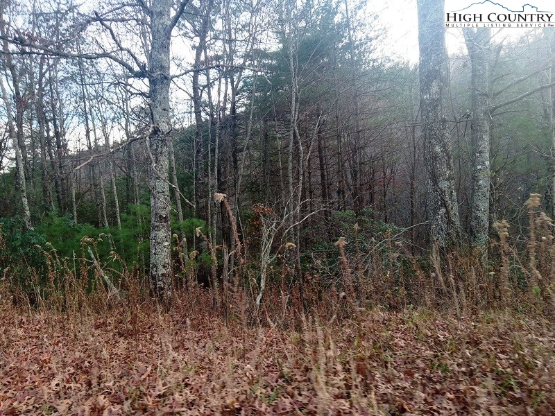 Windy Hill Road Fleetwood, NC 28626 - Photo 7 of 20 a view of forest