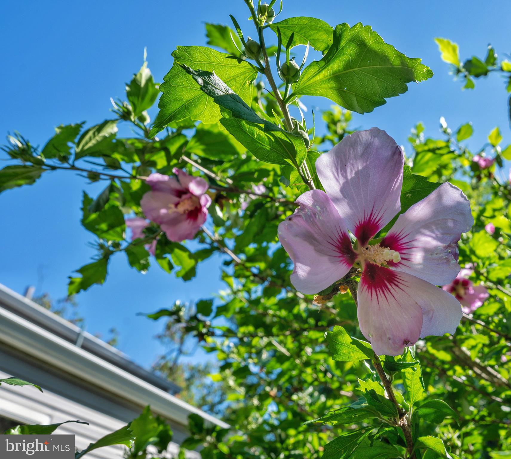 9013 Eton Road Silver Spring, MD 20901 - Photo 42 of 42 The Hibiscus is blooming to welcome you!