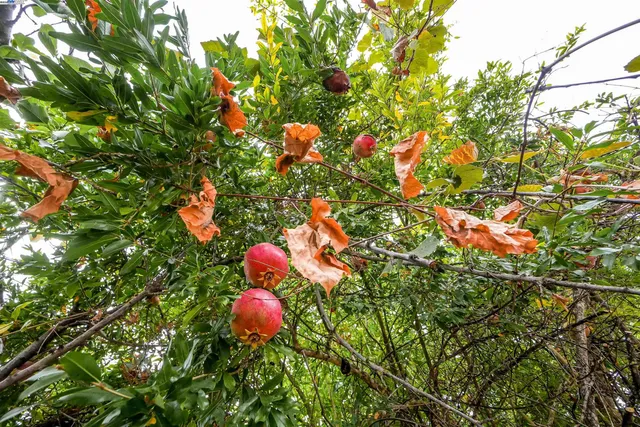 $1,649,000 | 817 Cheyenne Drive, Walnut Creek, CA 94598