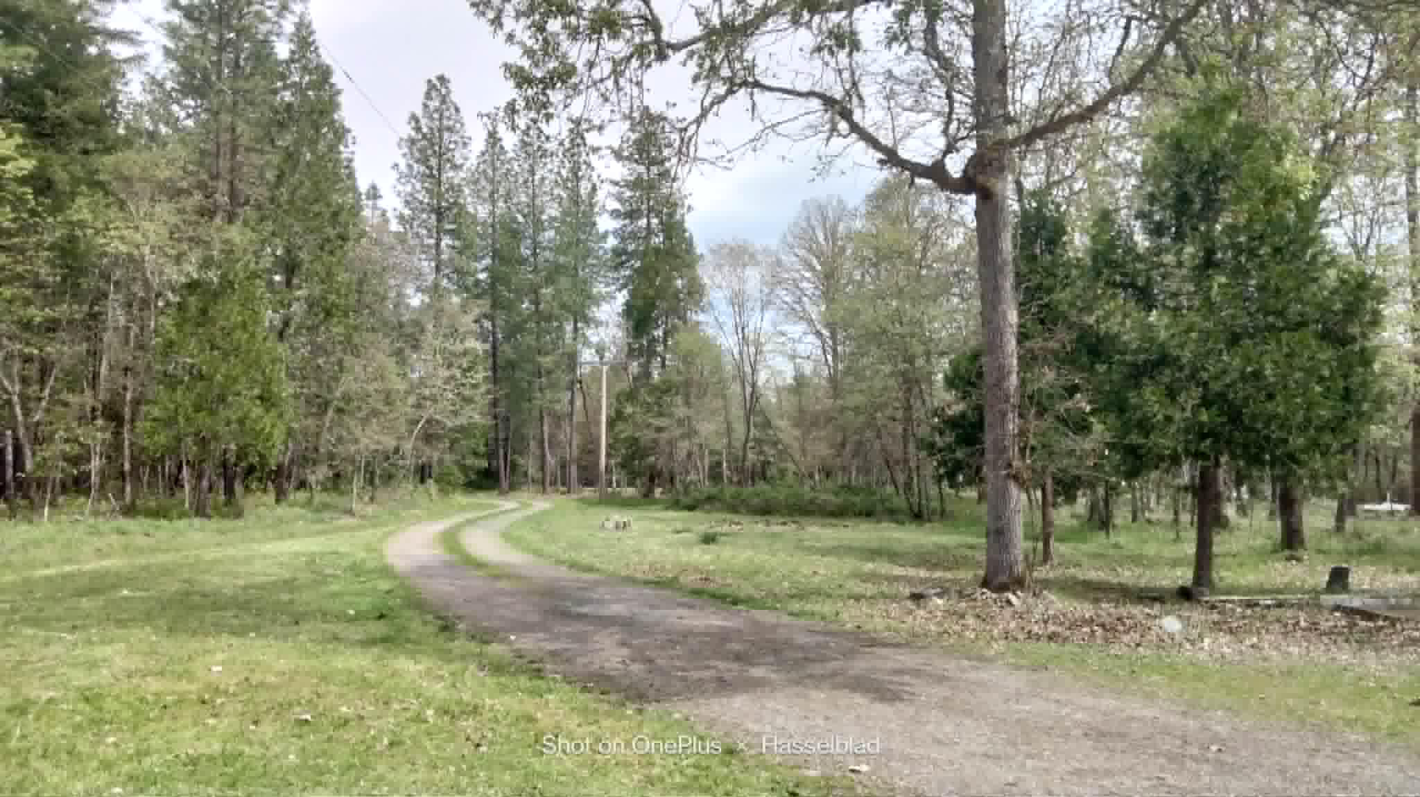 575 Kirkham Road Cave Junction, OR 97523 - Photo 4 of 45 a view of a tree in a yard