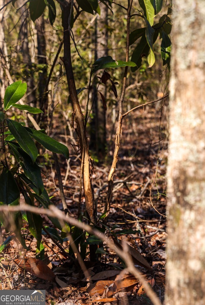 0 Scotland Road Dublin, GA 31021 - Photo 11 of 13 a picture of tree