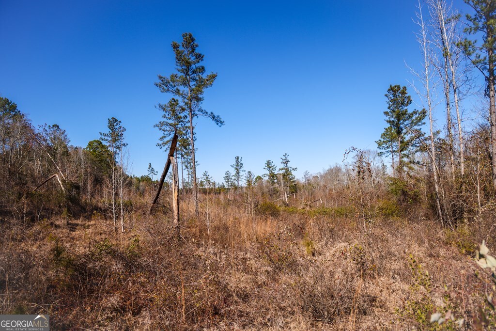 0 Scotland Road Dublin, GA 31021 - Photo 13 of 13 a view of a tree in a yard