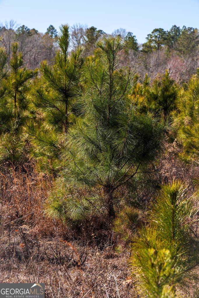 0 Scotland Road Dublin, GA 31021 - Photo 4 of 13 a view of a forest with a tree