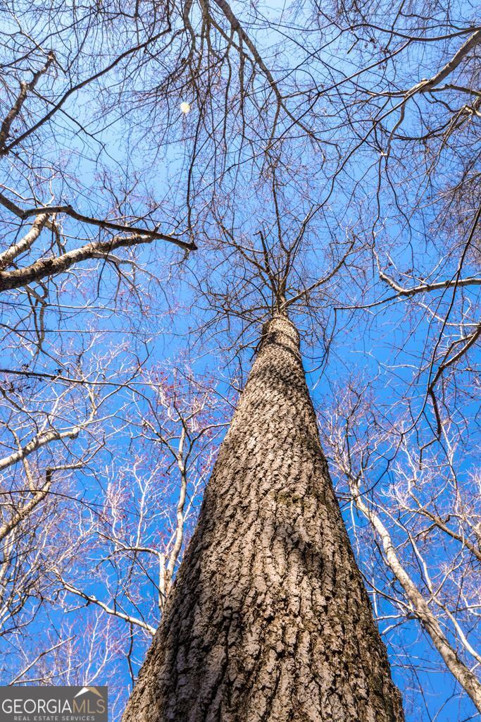 0 Scotland Road Dublin, GA 31021 - Photo 6 of 13 a view of a backyard