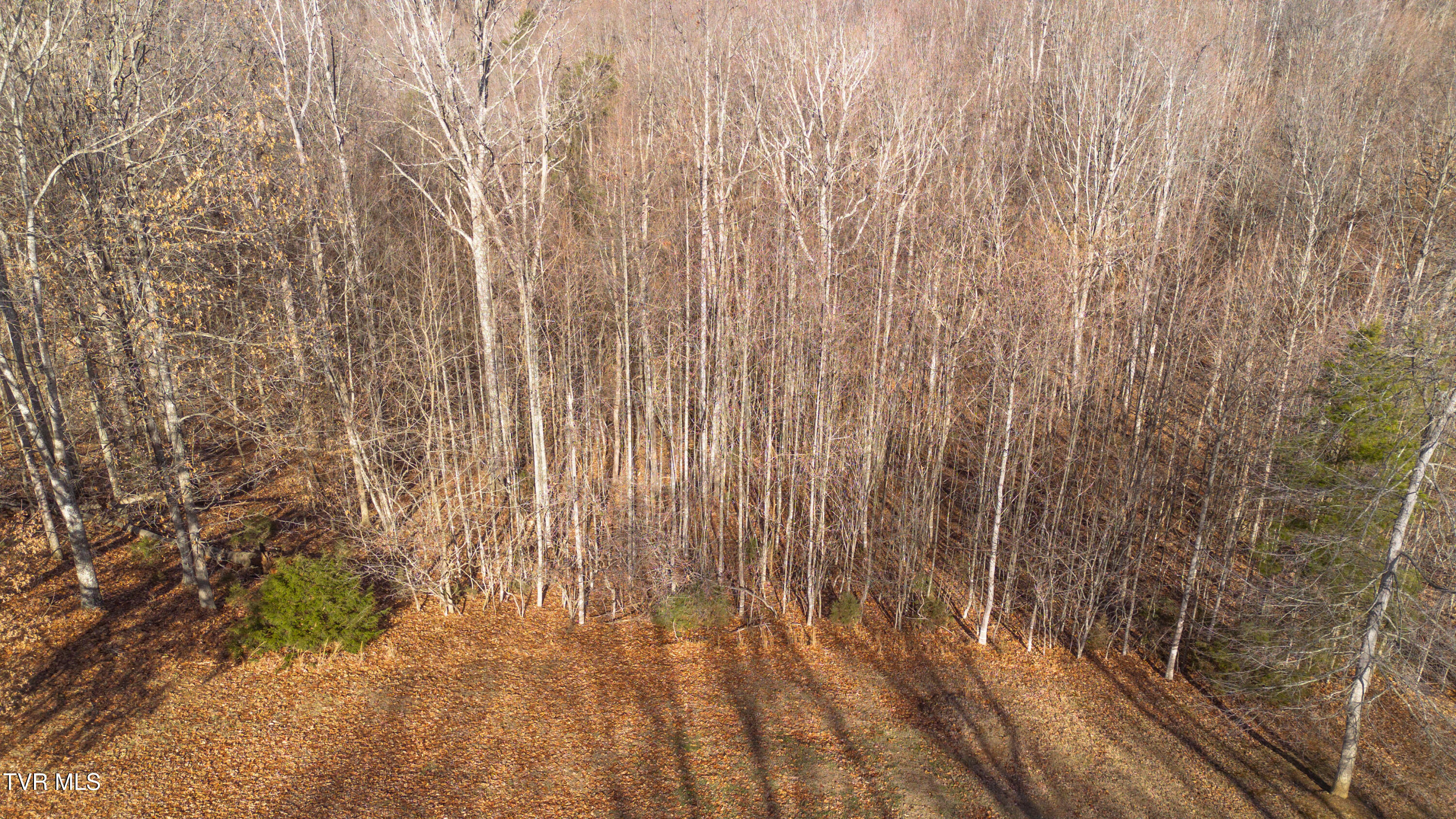 Tbd Allison Timbers Road, Unit 12 Piney Flats, TN 37686 - Photo 4 of 17 DJI_0035