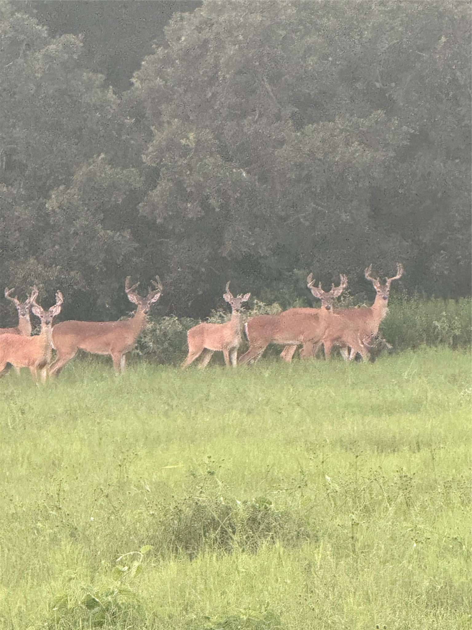 40934 Thomas Lane Hempstead, TX 77445 - Photo 49 of 50 Several deer on the property.