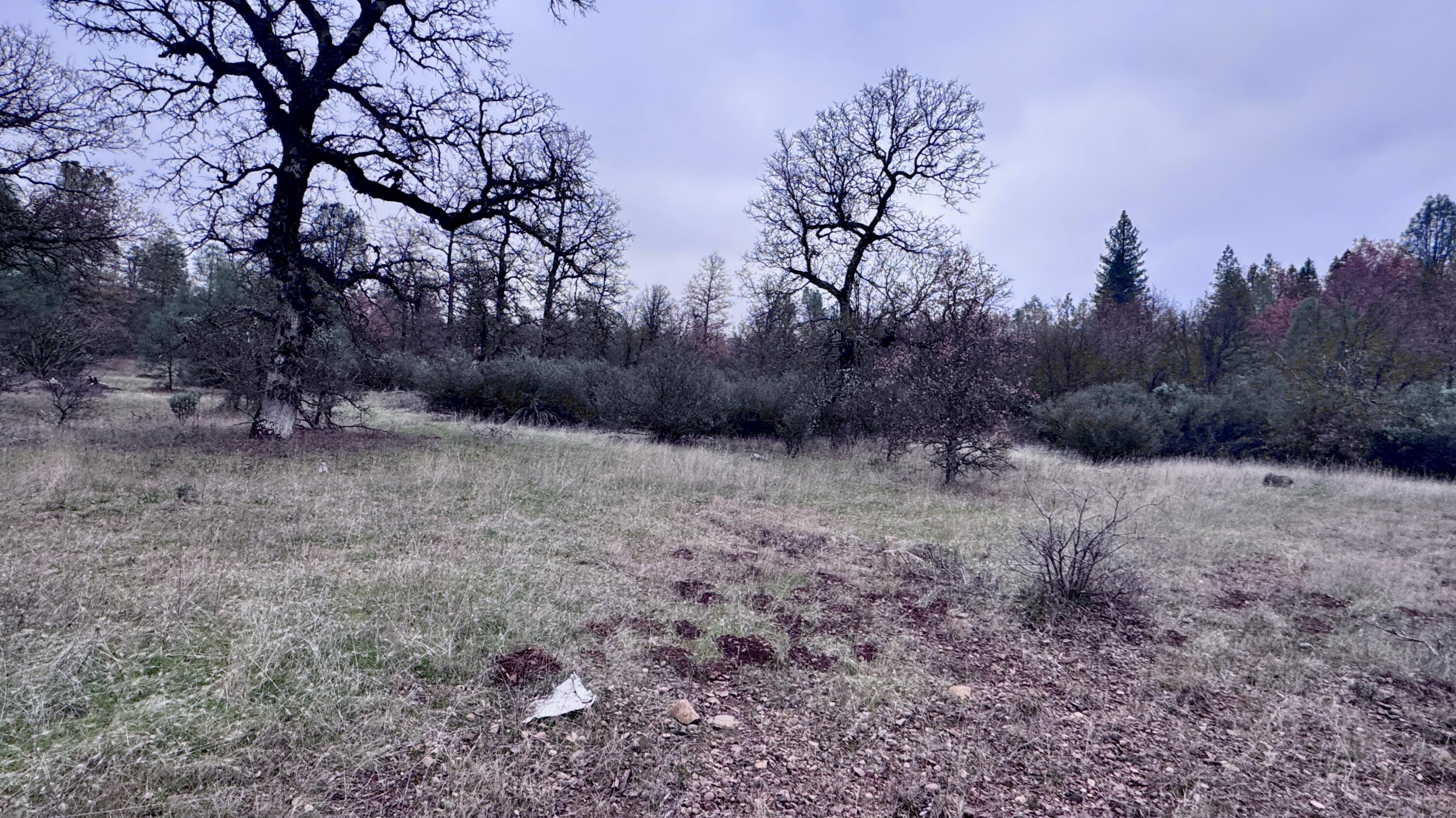 15.77 Acres Dittman Road Montgomery Creek, CA 96065 - Photo 10 of 26 FullSizeRender