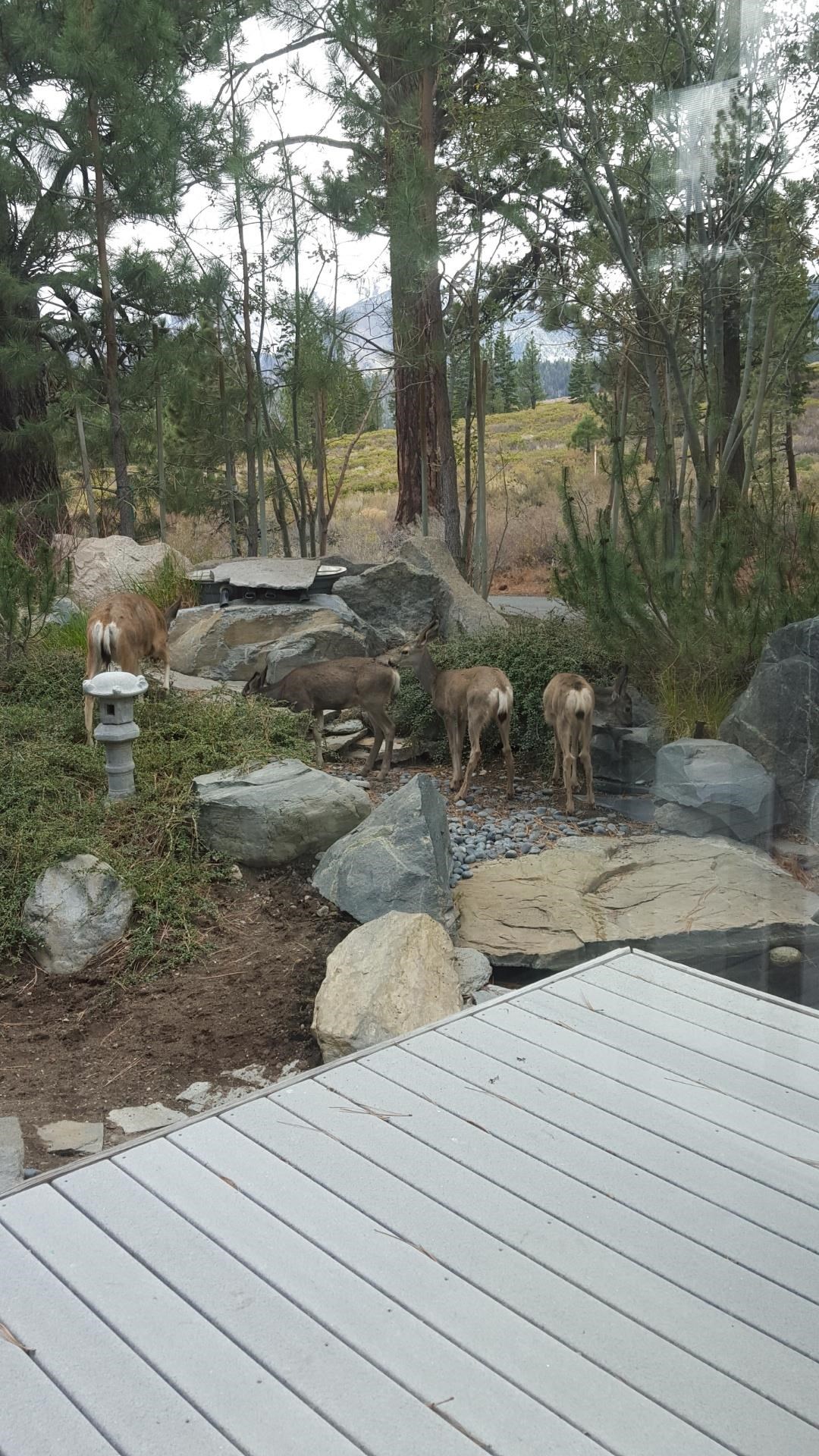 56 Wagon Road Mammoth Lakes, CA 93546 - Photo 48 of 48 a view of a backyard of the house