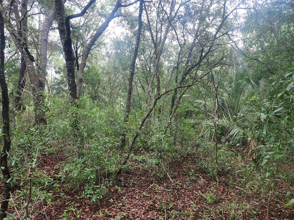 Southwest Sands Point Avenue Dunnellon, FL 34432 - Photo 1 of 2 Gallery Image 1