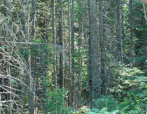 8 Peninsula Road Corea, ME 04624 - Photo 4 of 4 Land/Lot. Property will convey with...