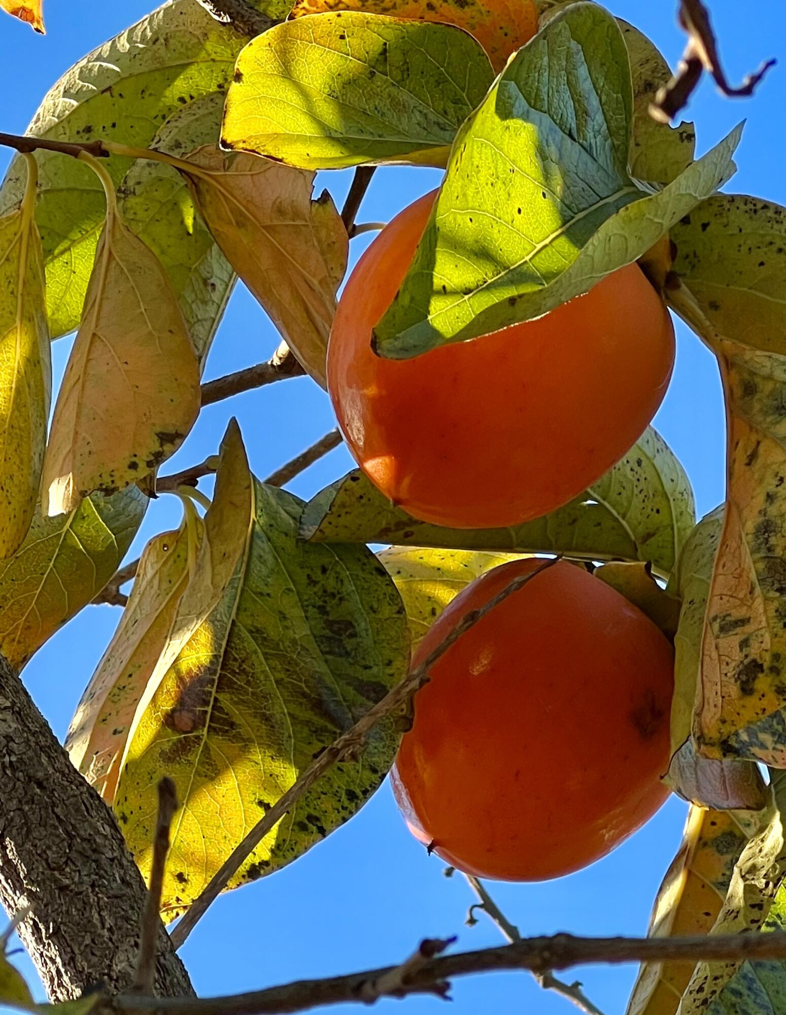 3919 Antone Road Santa Barbara, CA 93110 - Photo 46 of 47 persimmons