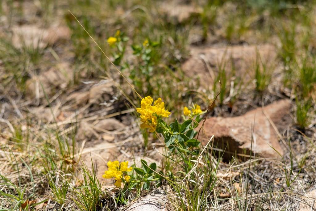 Lot 25 Majors Ranch Walsenburg, CO 81089 - Photo 24 of 34