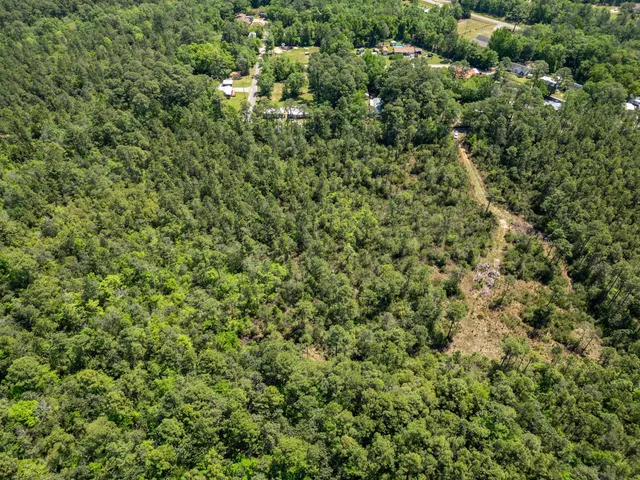 a view of a big yard with plants and large trees