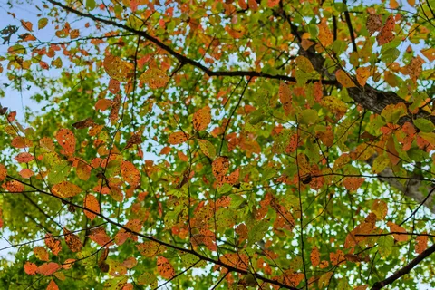 $850,000 | 5740 North Lick Creek Road, Franklin, TN 37064