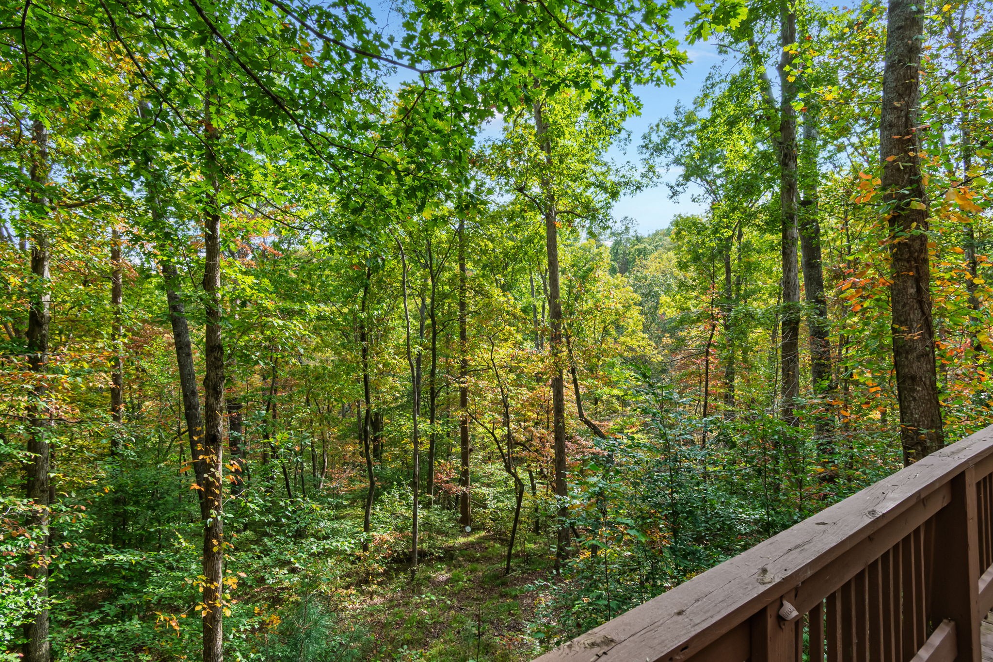 5740 North Lick Creek Road Franklin, TN 37064 - Photo 79 of 100 a view of a forest from a window