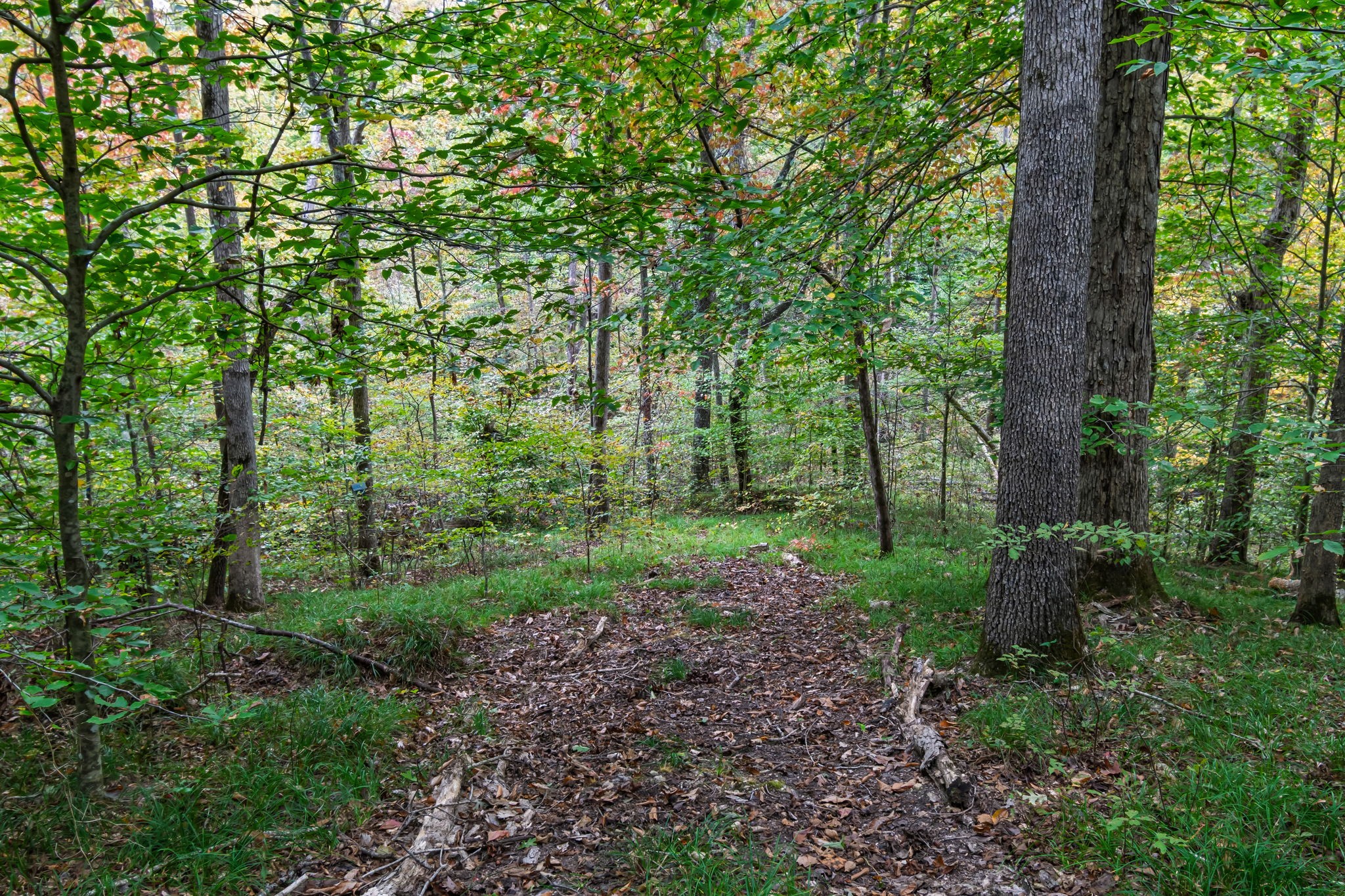 5740 North Lick Creek Road Franklin, TN 37064 - Photo 80 of 100 a view of a forest with trees