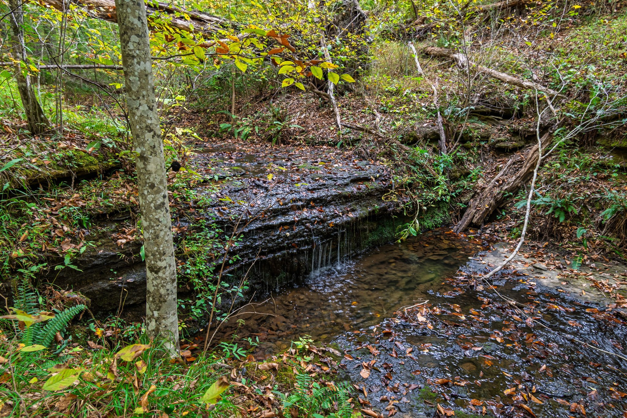 5740 North Lick Creek Road Franklin, TN 37064 - Photo 82 of 100 a backyard of a house with lots of green space