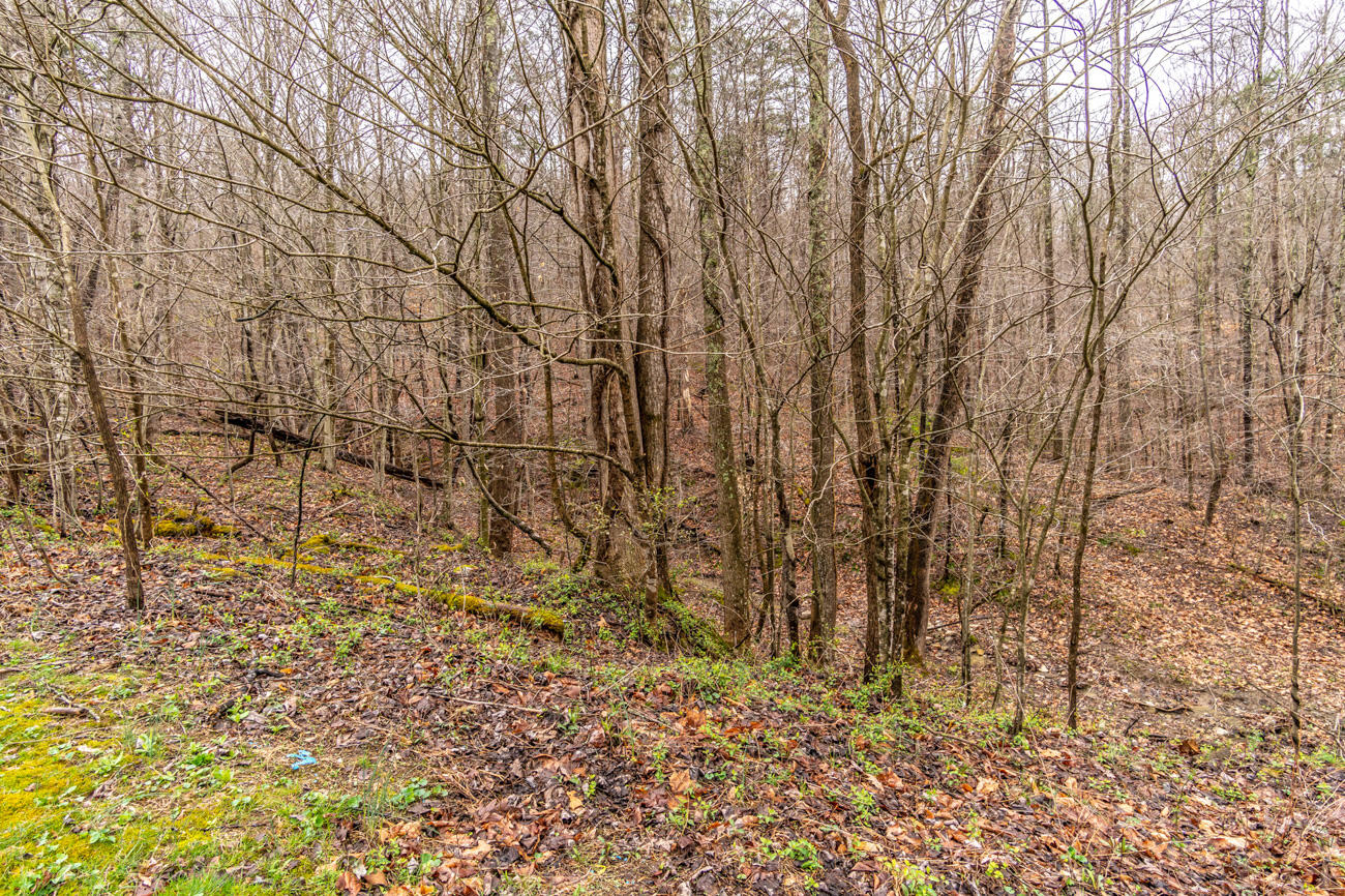 810 White Oak Road Irvine, KY 40336 - Photo 35 of 38 115