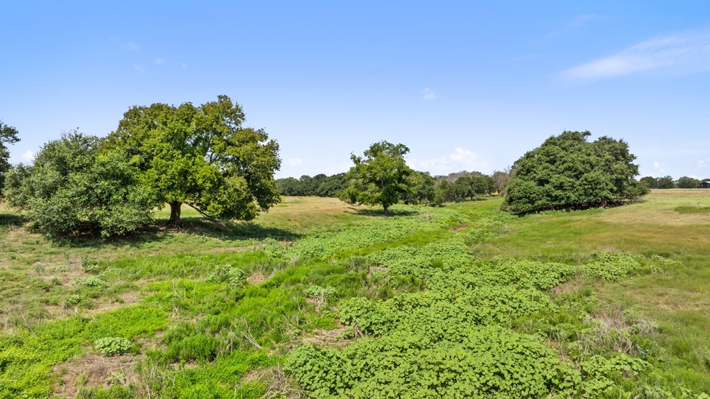 131 Elberta Street Stonewall, TX 78671 - Photo 12 of 71 a view of a green field with lots of bushes