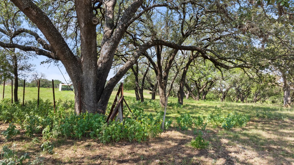 131 Elberta Street Stonewall, TX 78671 - Photo 33 of 71 a big yard with lots of green space and plants