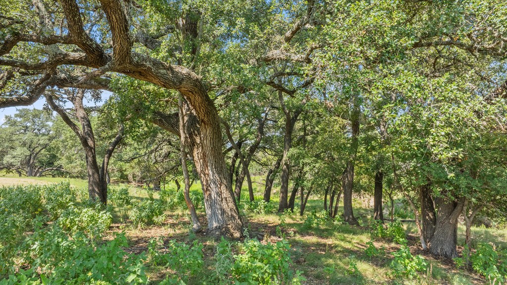131 Elberta Street Stonewall, TX 78671 - Photo 34 of 71 a backyard of a house with lots of swings and plants